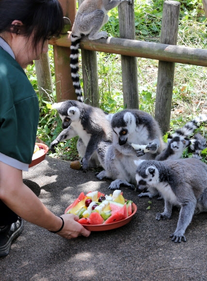 서울동물원, 동물들의 여름건강 챙기기 비상