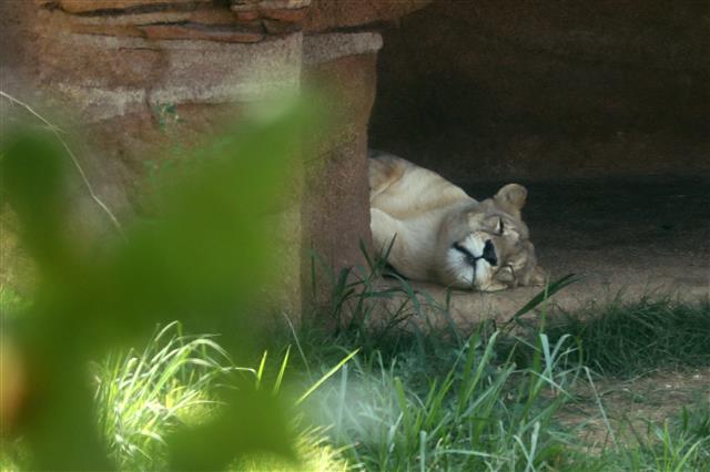 낮잠 자는 사자