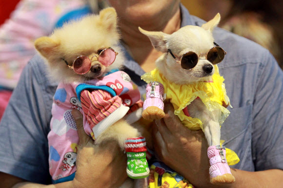 20일(현지시간) 필리핀 파사이에서 열린 ‘도그&캣 엑스포(Dog and Cat Expo)’에 선글라스로 멋을 내고 온 강아지가 눈에 띈다. 신화 연합뉴스