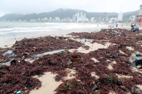 태풍이 남기고 간 해초 더미