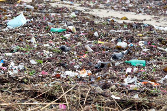 광안리 쓰레기 어디서 왔나