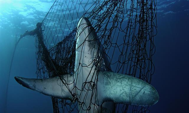 사람이 쳐 놓은 그물에 걸린 상어의 모습. 세계자연기금(WWF) 제공
