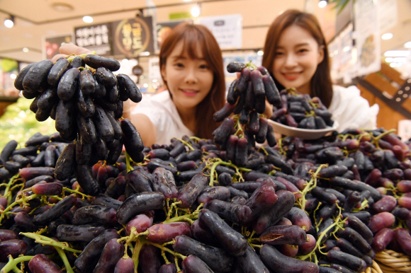 ‘가지 포도’ 맛보세요 