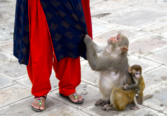 원숭이가 8일(현지시간) 네팔 카트만두의 파슈파티나트 사원 근처 숲에서 먹이를 달라고 옷을 끌어 당기고 있다. AP 연합뉴스