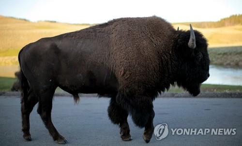 북아메리카 대륙에서 무리지어 생활하는 아메리카들소(바이슨). 지난 22일 미국 옐로스톤 국립공원에서 성난 아메리카들소가 9세 소녀를 쫓아가 들이받는 사고가 발생했다. 2019.07.25 연합뉴스