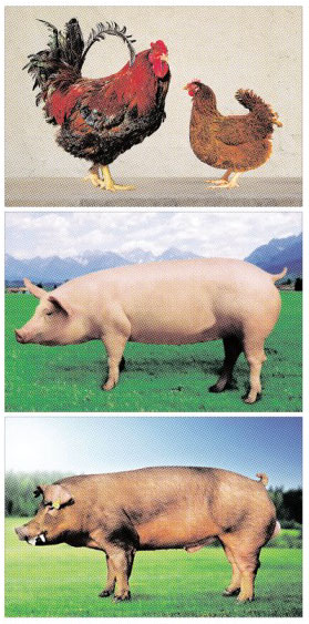 위 사진부터 GSP 한협 토종닭, 가야 요크셔, 가야 두록. 농림식품기술기획평가원 제공