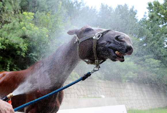 시원한 물 맞으며