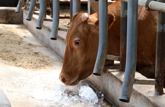 “이것 먹어도 되나?”