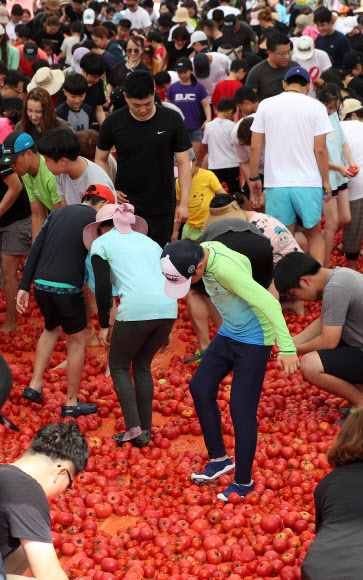 토마토 바다 속으로 ‘풍덩’