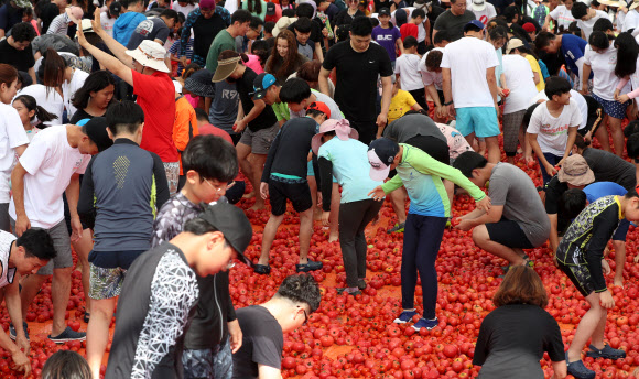 토마토 바다 속으로 ‘풍덩’