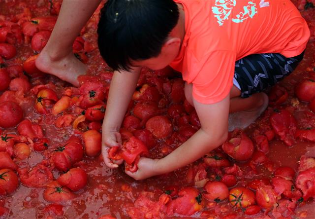 3일 강원 화천군 사내면 문화마을 일대에서 열린 ‘2019화천 토마토축제’에서 관광객들이 ‘황금반지를 찾아라’ 프로그램에 참여해 황금반지를 찾고 있다. 2019.8.3 뉴스1