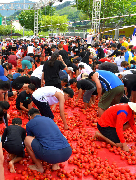강원 화천군 사내면 문화마을에서 ‘토마토축제’가 한창인 가운데 주말을 맞은 3일 많은 관광객이 찾아 ‘황금반지를 찾아라’ 이벤트에 참가해 토마토에 숨겨놓은 반지를 찾고 있다.  2019.8.3   화천군 제공
