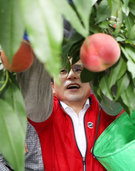 자유한국당 황교안 대표가 6일 오전 경북 영천시 대창면 구지리 한 복숭아 농가에서 수확을 돕고 있다.  황 대표는 지난 5월  ‘민생투쟁 대장정’ 때 이 과수농가를 찾아 솎아내기 작업 일손을 도우며 수확을 돕겠다고 약속하고 이날 다시 찾았다. 황 대표는 이날 수확한 복숭아를 포함 구지리에서 재배한 복숭아 100상자를 구매해 육군3사관학교에 전달할 계획이다. 2019.8.6  연합뉴스