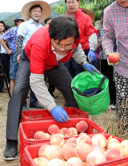 자유한국당 황교안 대표가 6일 오전 경북 영천시 대창면 구지리 한 복숭아 농가에서 수확을 돕고 있다.  황 대표는 지난 5월 ‘민생투쟁 대장정’ 때 이 과수농가를 찾아 솎아내기 작업 일손을 도우며 이후에 수확을 돕겠다고 약속하고 이날 다시 찾았다. 황 대표는 이날 수확한 복숭아를 포함 구지리에서 재배한 복숭아 100상자를 구매해 육군3사관학교에 위문품으로 전달할 계획이다. 2019.8.6  연합뉴스