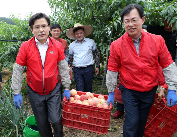 자유한국당 황교안 대표가 6일 오전 경북 영천시 대창면 구지리 한 복숭아 농가에서 수확을 돕고 있다.  황 대표는 지난 5월 ‘민생투쟁 대장정’ 때 이 과수농가를 찾아 솎아내기 작업 일손을 도우며 이후에 수확을 돕겠다고 약속하고 이날 다시 찾았다. 황 대표는 이날 수확한 복숭아를 포함 구지리에서 재배한 복숭아 100상자를 구매해 육군3사관학교에 위문품으로 전달할 계획이다. 2019.8.6  연합뉴스