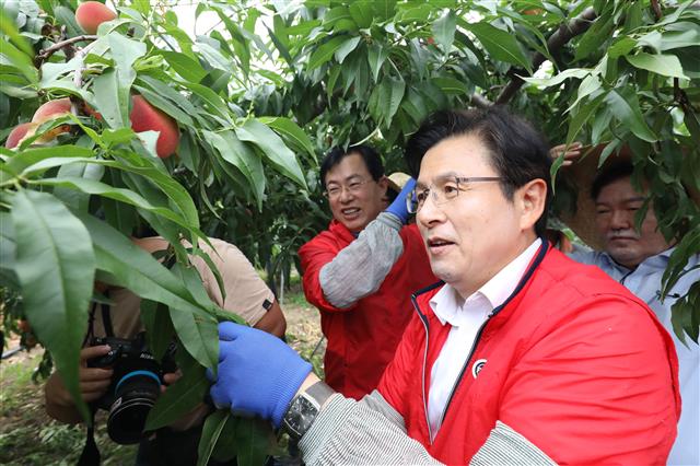 복숭아 수확하는 황교안 대표