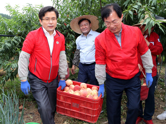 영천서 복숭아 수확 작업 돕는 황교안 대표