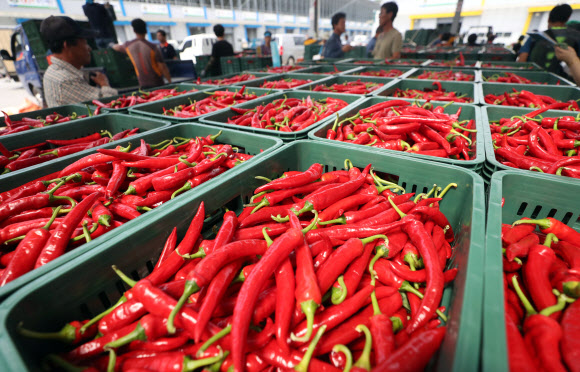 입추 앞두고 햇고추 경매 시작