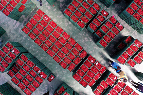 입추 앞두고 햇고추 경매 시작