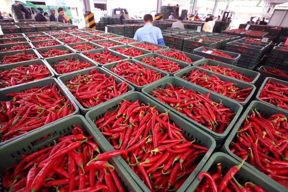 입추 앞두고 햇고추 경매