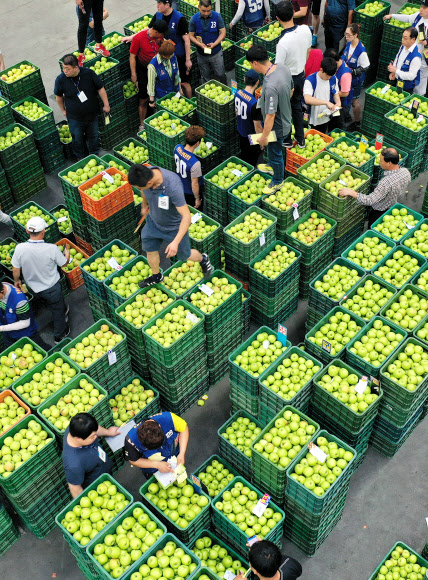 입추, 다가오는 결실의 계절…햇사과 경매