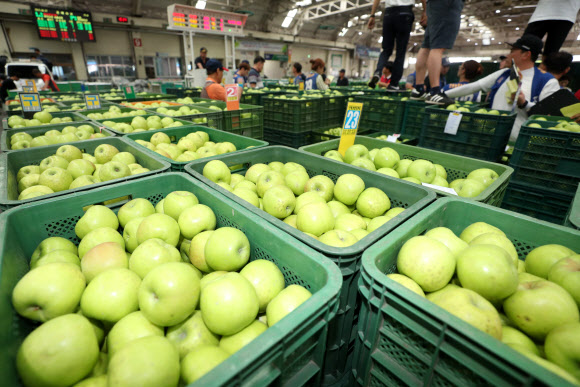 입추 앞두고 햇사과 경매