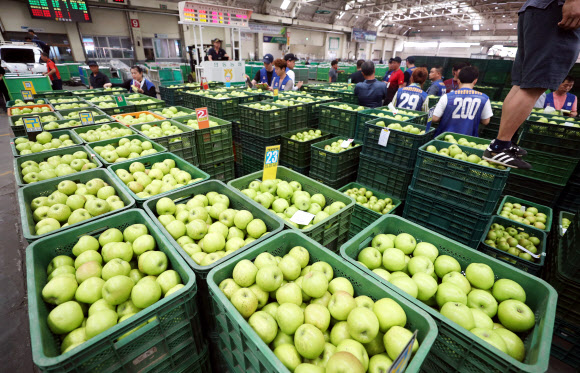 입추 앞두고 햇사과 경매