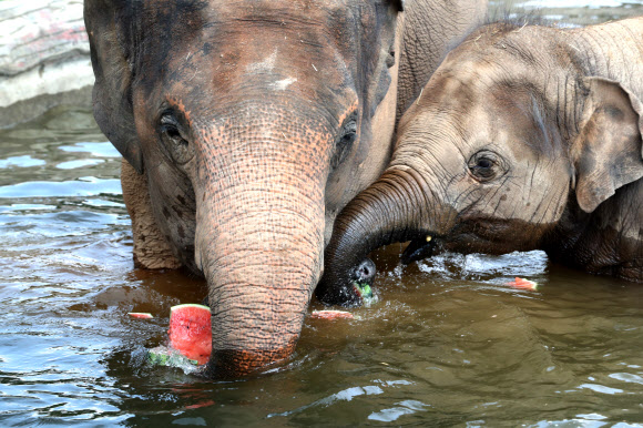 사이좋게 수박 먹는 코끼리들