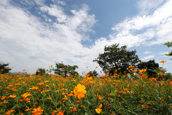 휴일이자 말복인 11일 오전 서울 여의도 한강공원에 황화 코스모스 뒤로 푸른하늘이 펼쳐저 있다. 2019.8.11  연합뉴스