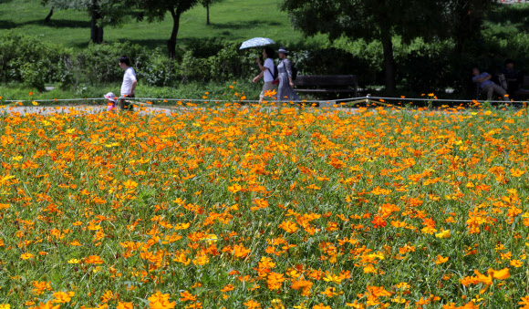 휴일이자 말복인 11일 오전 서울 여의도 한강공원에 핀 황화 코스모스 뒤로 시민들이 산책하고 있다. 2019.8.11  연합뉴스