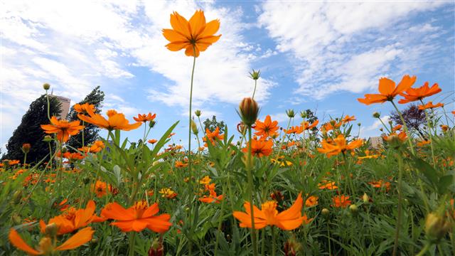 말복인 11일 서울 영등포구 여의도 한강공원에서 만발한 황화 코스모스 바람에 흔들리고 있다. 기상청은 이날 무더위가 계속되는 가운데, 일부 지역은 태풍의 영향으로 비가 내려 더위를 다소 식혀주겠고 밝혔다. 2019.8.11 뉴스1