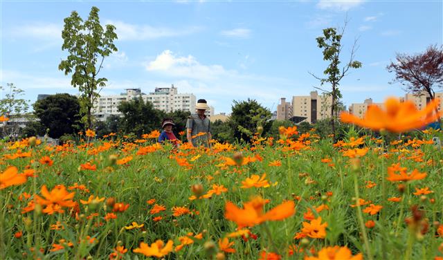 말복인 11일 서울 영등포구 여의도 한강공원에서 시민들이 파란하늘 아래 만발한 황화 코스모스 꽃밭을 거닐며 산책을 하고 있다. 기상청은 이날 무더위가 계속되는 가운데, 일부 지역은 태풍의 영향으로 비가 내려 더위를 다소 식혀주겠고 밝혔다. 2019.8.11 뉴스1