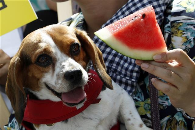 동물유관단체협의회 회원들이 말복인 11일 오후 서울 종로구 세종문화회관 계단에서 열린 ‘동물임의도살금지법 제정 촉구 국민대집회’에서 개고기 대신 수박을 먹는 퍼포먼스를 하고 있다. 참가자들은 국회를 향해 동물 불법도살 금지법 제정, 폐기물관리법 개정안 통과로 동물 음식물 쓰레기 급여 원천 차단, 축산법 개정안을 통과해 개를 가축에서 제외할 것을 요구했다. 2019.8.11 뉴스1