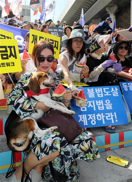동물유관단체협의회 회원들이 말복인 11일 오후 서울 종로구 세종문화회관 계단에서 열린 ‘동물임의도살금지법 제정 촉구 국민대집회’에서 개고기 대신 수박을 먹는 퍼포먼스를 하고 있다. 참가자들은 국회를 향해 동물 불법도살 금지법 제정, 폐기물관리법 개정안 통과로 동물 음식물 쓰레기 급여 원천 차단, 축산법 개정안을 통과해 개를 가축에서 제외할 것을 요구했다. 2019.8.11 뉴스1