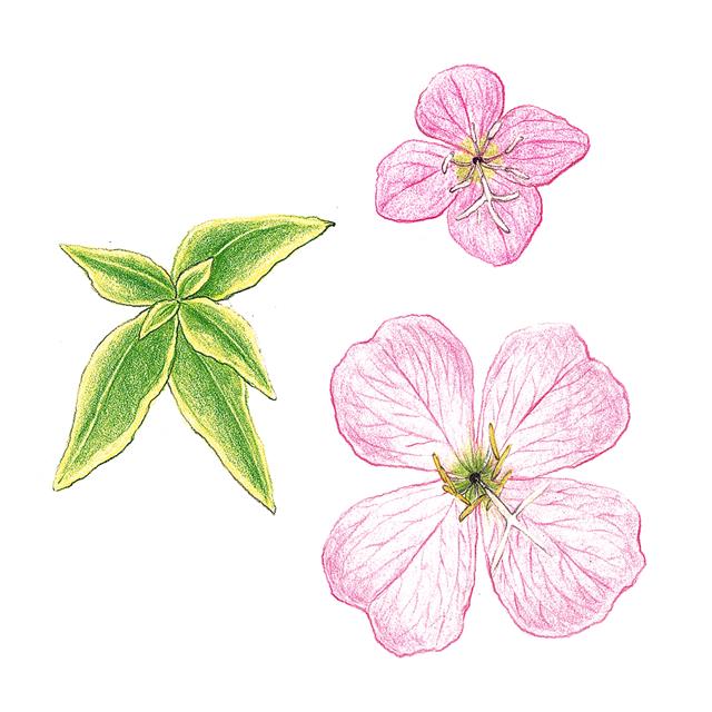 푸른잎노랑낮달맞이꽃 ‘프루링스 골드’의 잎(왼쪽부터 시계 방향), 애기분홍낮달맞이꽃, 분홍낮달맞이꽃의 꽃.