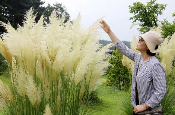 천리포수목원에 가을 부르는 팜파스그라스 만발