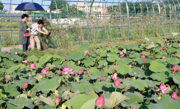 “당진 합덕제로 연꽃 구경 오세요”