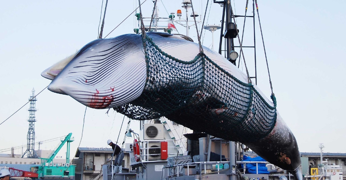 일본 고래잡이 어선이 북태평양에서 잡아 올린 밍크고래. 2017.9.4  AFP 연합뉴스