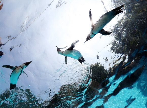 하늘을 날듯 헤엄치는 펭귄