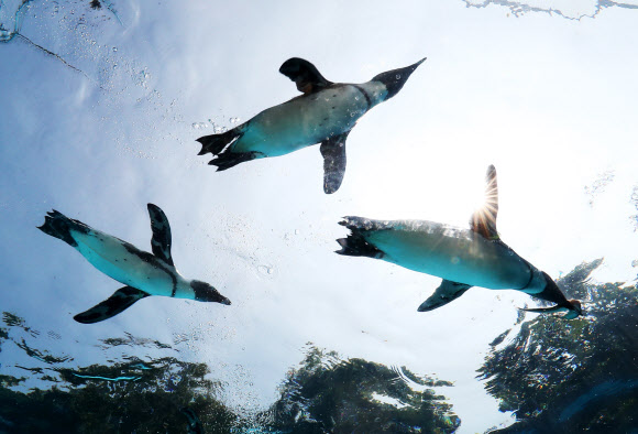 하늘을 날듯 헤엄치는 펭귄