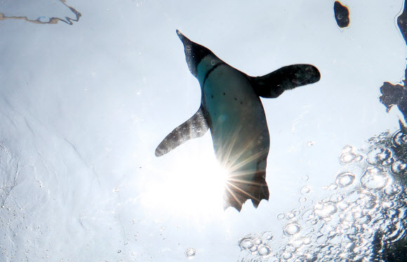 하늘을 날듯 헤엄치는 펭귄