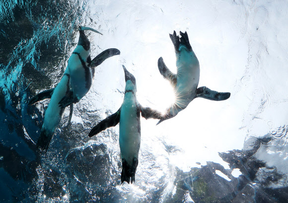 아직 뜨거운 태양