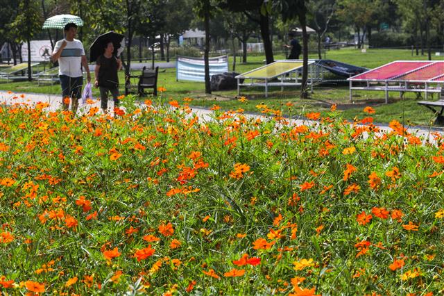 가을 알리는 황화코스모스