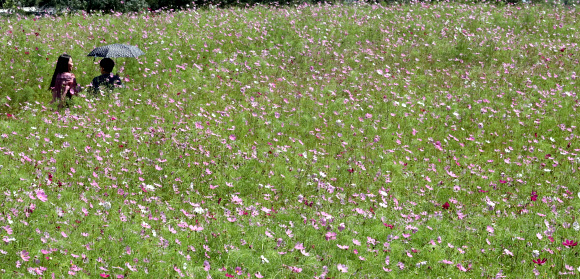 가을 전령사 코스모스 만개