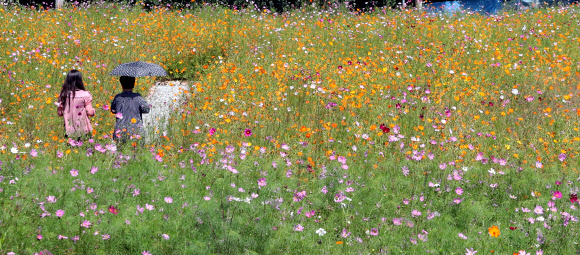 가을 전령사 코스모스 만개