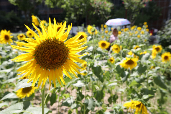 더위가 그친다는 절기, ‘처서’인 23일 오후 서울 종로구 인근에 가을을 알리는 해바라기가 만개해있다. 2019.8.23  연합뉴스