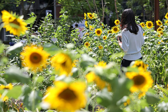 더위가 그친다는 절기, ‘처서’인 23일 오후 서울 종로구 인근에 가을을 알리는 해바라기가 만개해있다. 2019.8.23  연합뉴스