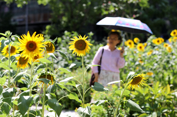 더위가 그친다는 절기, ‘처서’인 23일 오후 서울 종로구 인근에 가을을 알리는 해바라기가 만개해있다. 2019.8.23  연합뉴스