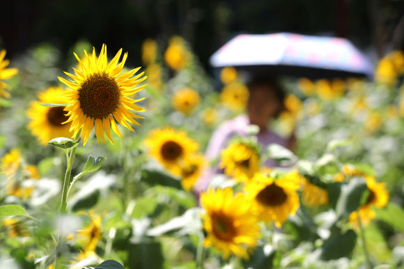 더위가 그친다는 절기, ‘처서’인 23일 오후 서울 종로구 인근에 가을을 알리는 해바라기가 만개해있다. 2019.8.23  연합뉴스