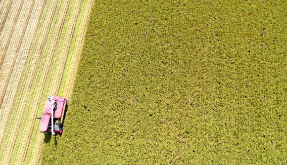 26일 오후 부산 강서구 죽동동 김경양 씨 논에서 올해 부산 첫 벼 베기가 진행되고 있다. 올해 처음으로 수확한 벼는 ‘운광’ 품종으로 지난 4월 22일 이앙해 올여름 무더위를 이겨내고 127일 만에 수확했다. 2019.8.26  연합뉴스